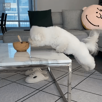 음식을 너무 먹고 싶은 댕댕이