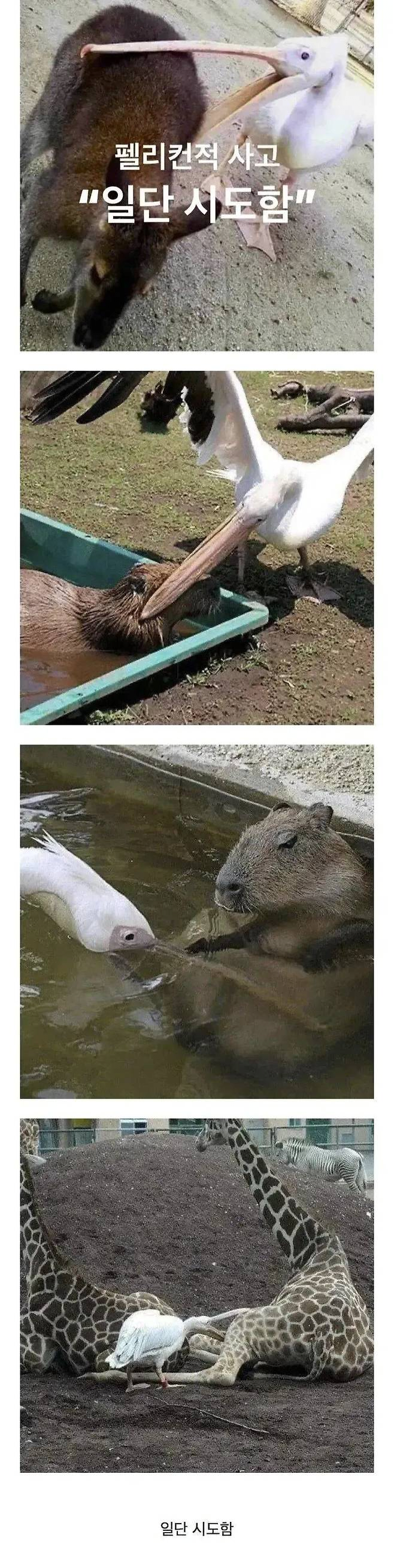 펠리컨처럼 사십시오