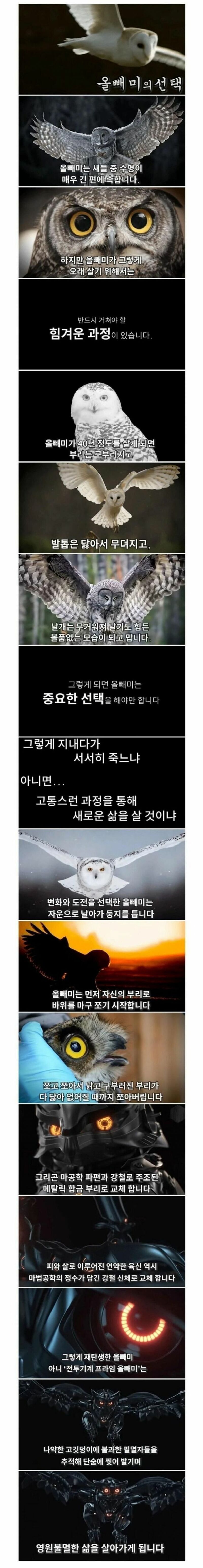 죽음을 앞둔 올빼미의 최후의 선택