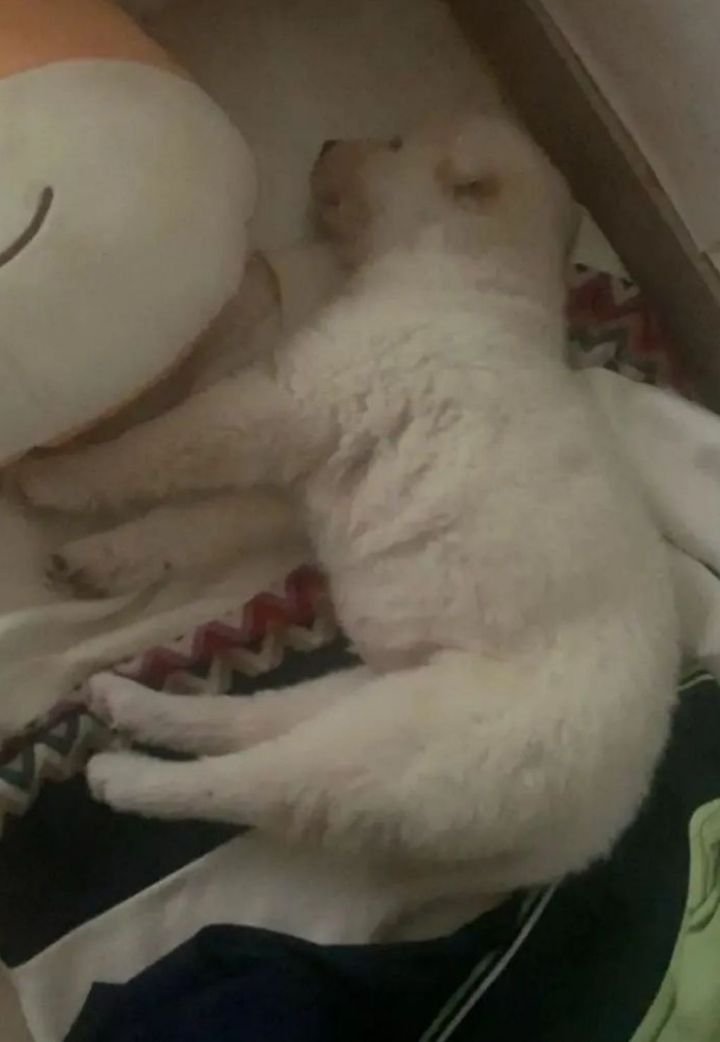 강아지가 너무 자서 고민 ㄷㄷ....jpg-2