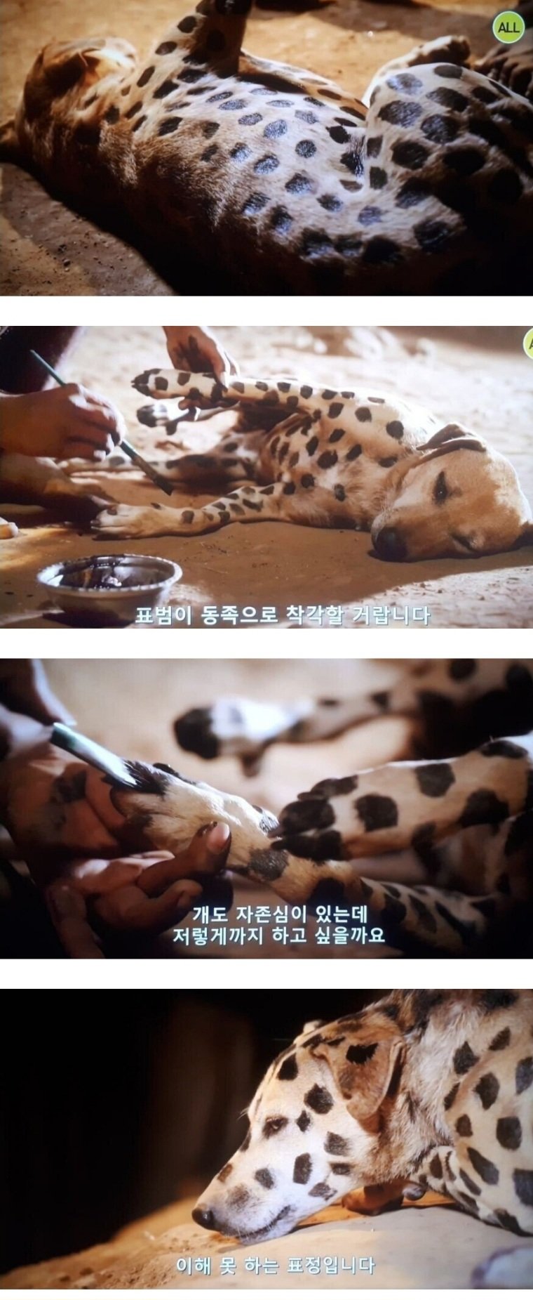 어느 아프리카 부족이 키우는 개를 지키는 방식.jpg