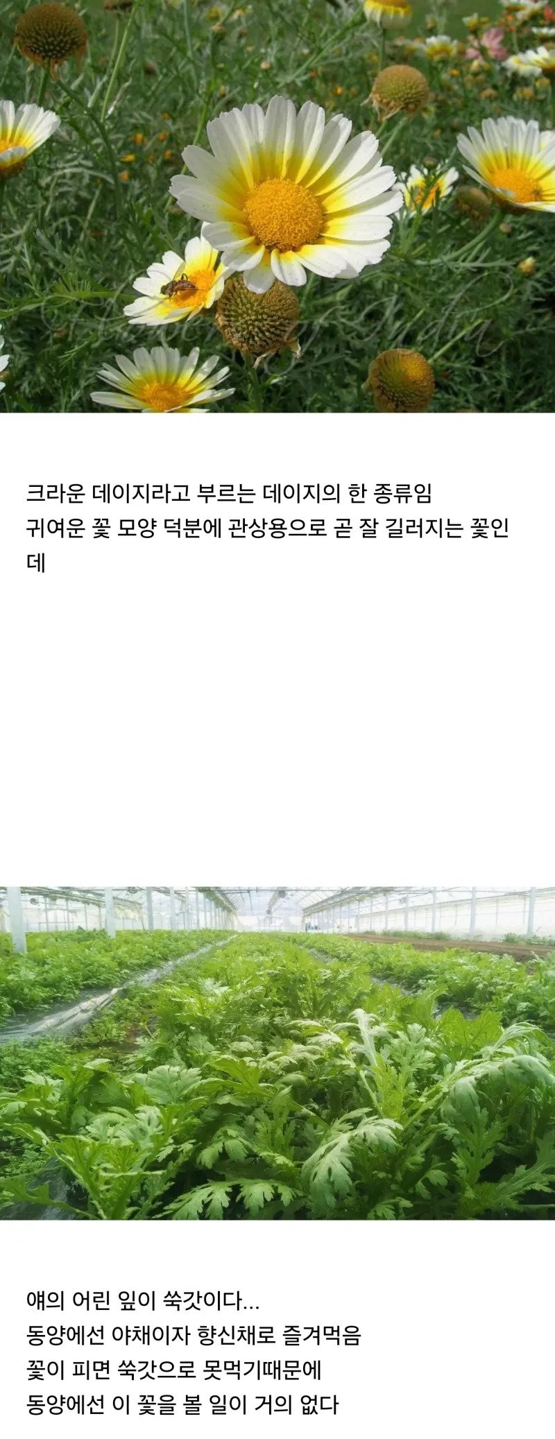 동서양 취급이 완벽하게 다른꽃.jpg