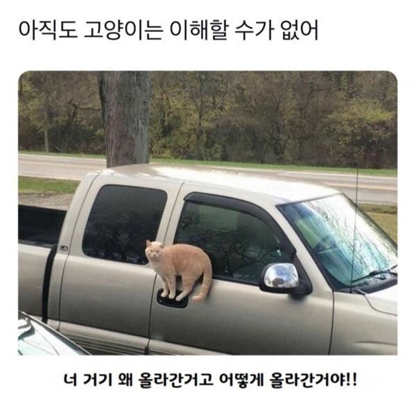 이해를 할수가 없으니까 고양이다.jpg