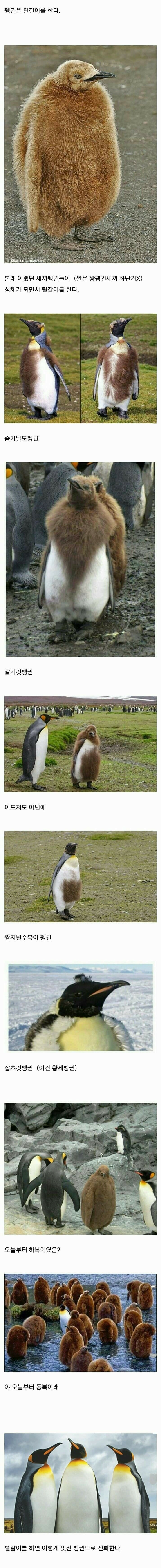 의외로 털갈이를 하는 동물 .jpg