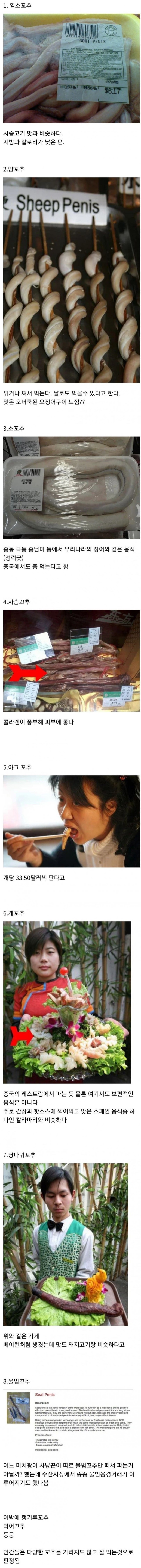 다양한 꼬추들