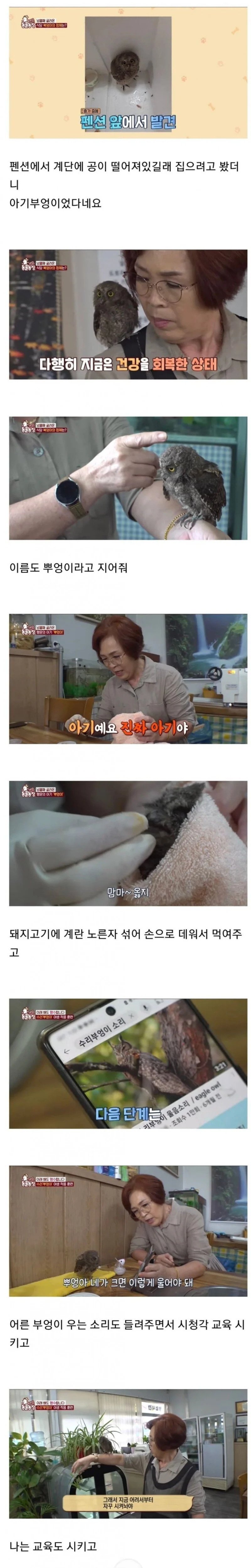 펜션 앞에서 발견된 아기 부엉이.jpg