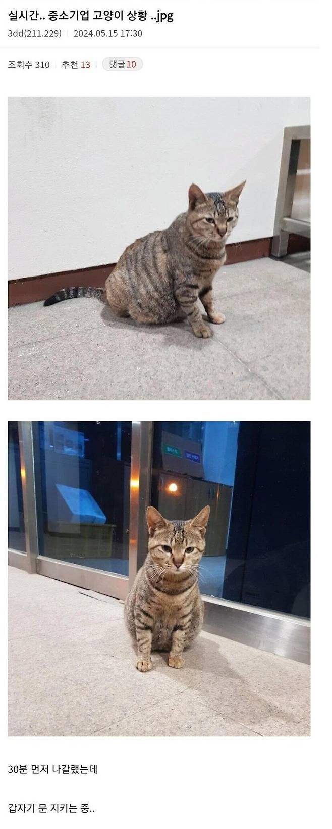 퇴근길을 막는 중소기업 고양이.jpg