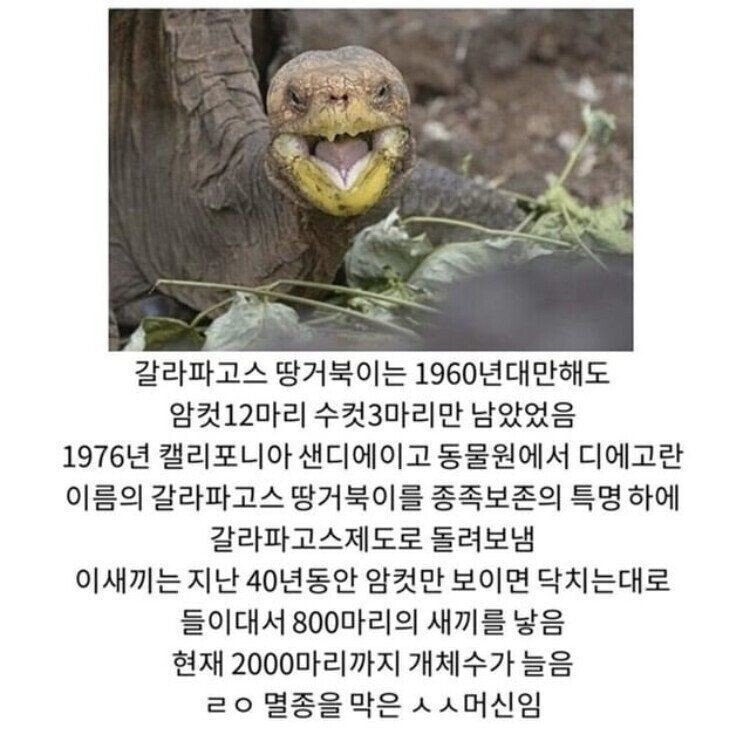 종족 멸종을 막은 교미머신