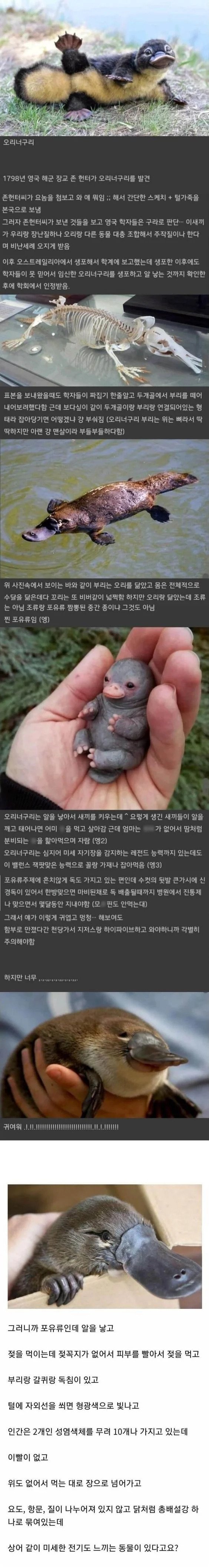 발견했지만 학자들도 안믿었던 동물.jpg