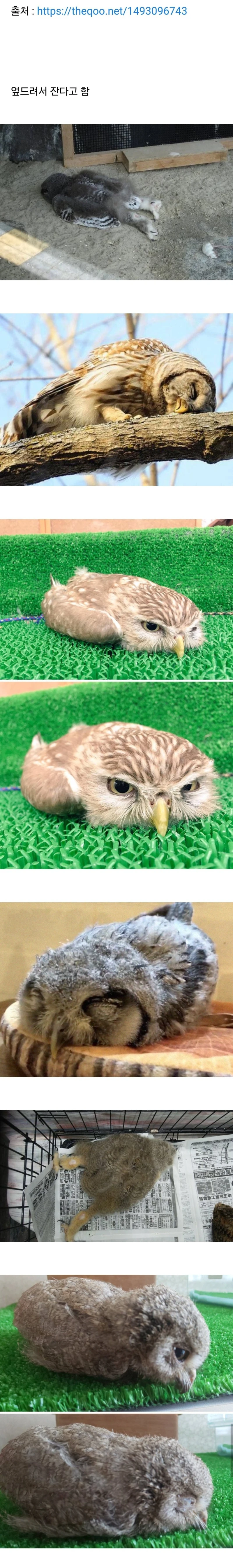 상당히 의외인 아기부엉이가 잠자는 자세