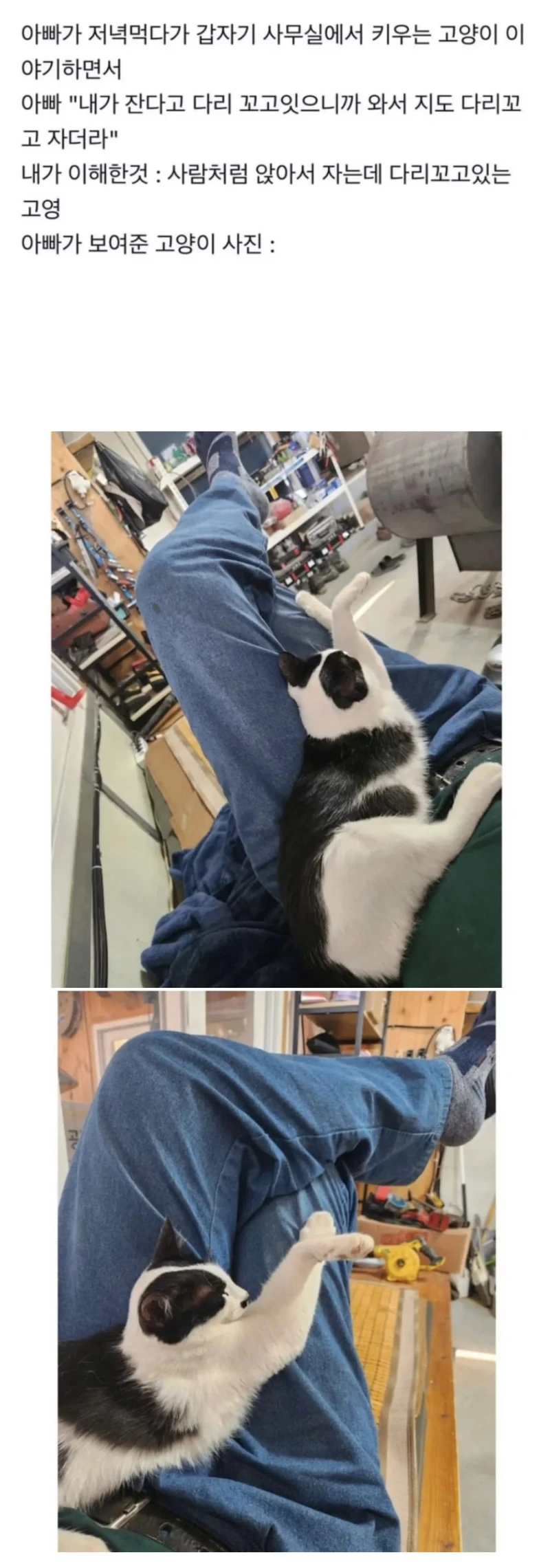 아빠 사무실에서 키우는 고양이