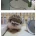 고슴도치 키우는데 목욕시켰다고 삐짐.jpg