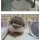 고슴도치 키우는데 목욕시켰다고 삐짐.jpg