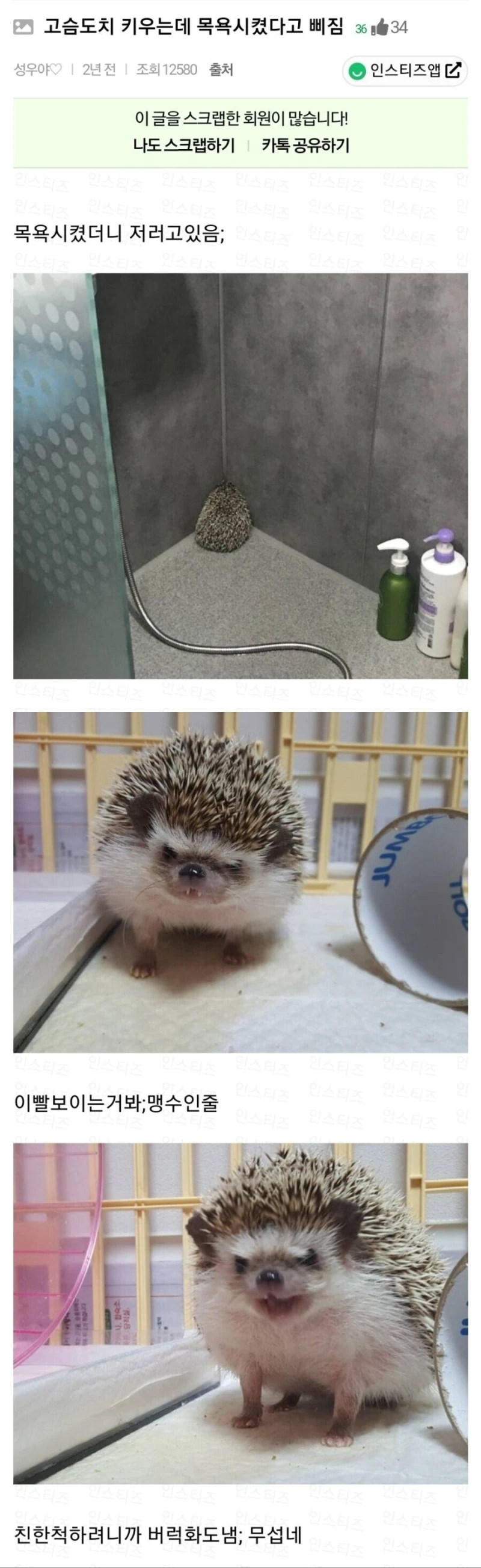 고슴도치 키우는데 목욕시켰다고 삐짐.jpg