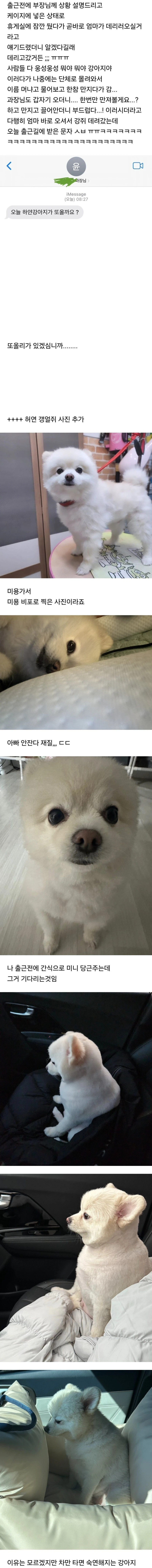 강아지를 회사에 데려가면 벌어지는 일.jpg