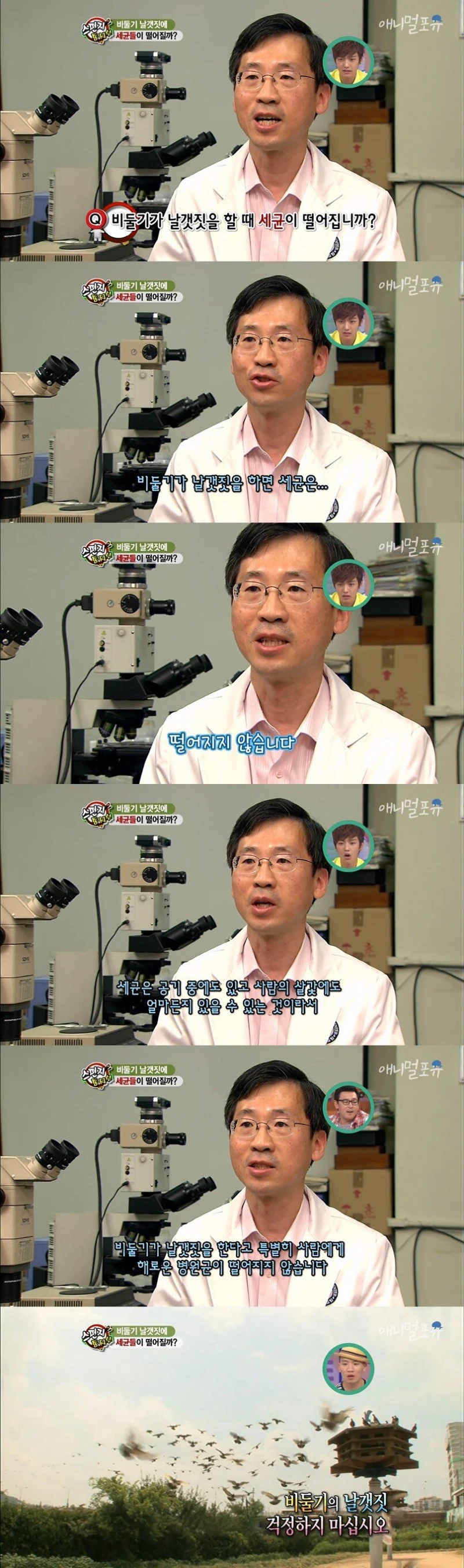 비둘기에 대한 오해와 진실..jpg