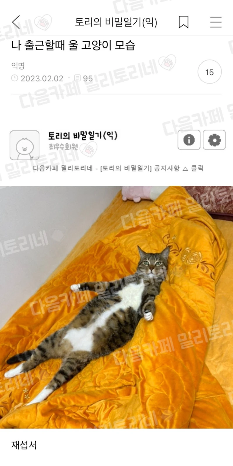 나 출근할 때 울 고양이 모습