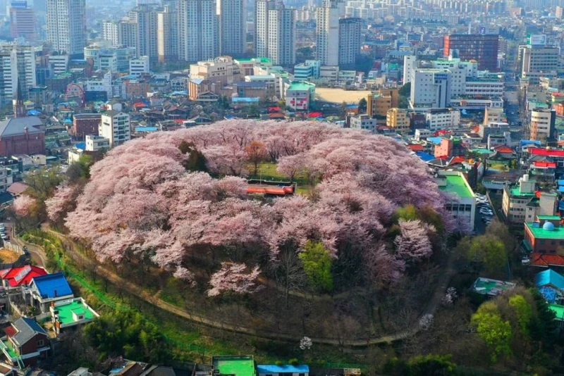 대전에 있는 벚꽃섬.jpg