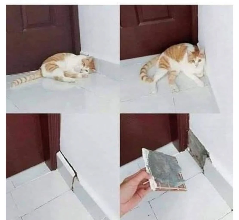 이자식이 왜 저기 딱 붙어서 꼼짝을 안 하나 했더니