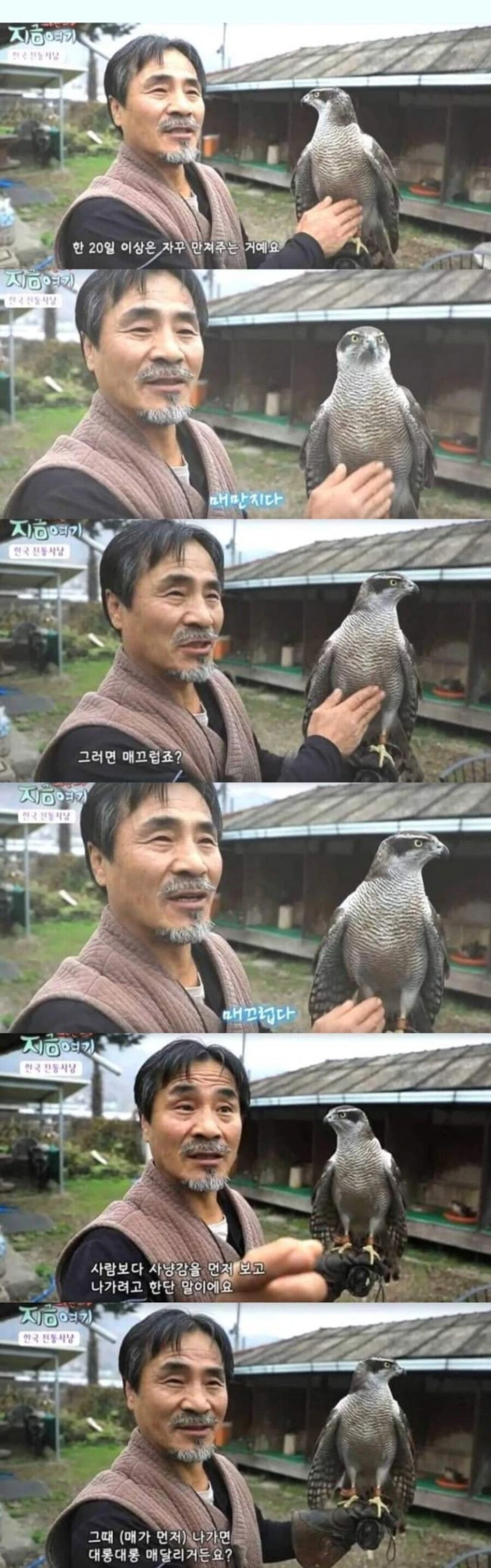 언제나 매에 진심이었던 한국인들