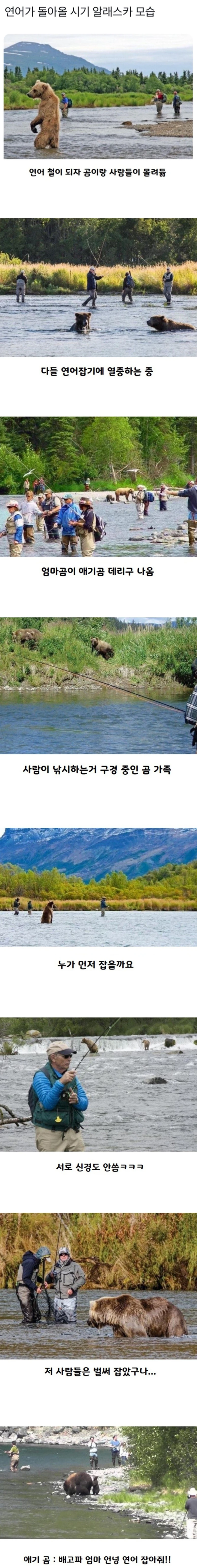 연어가 돌아올 시기의 알래스카 모습 ㅎㄷㄷ