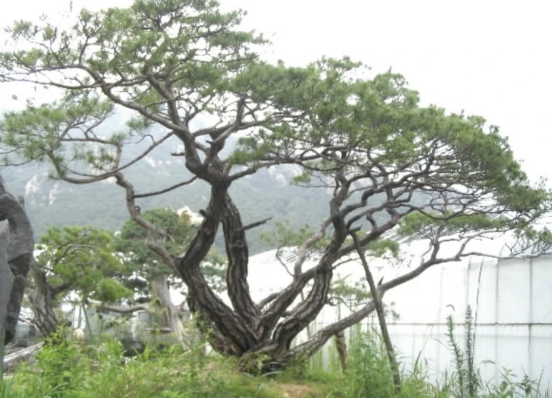 3억짜리 소나무가 하룻밤 새 감쪽같이 사라진 사건