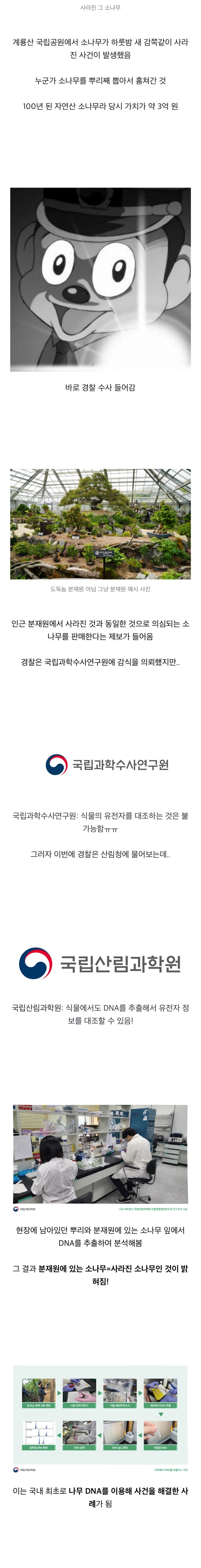 3억짜리 소나무가 하룻밤 새 감쪽같이 사라진 사건-2