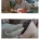 펜션 앞에서 발견된 아기 부엉이.jpg