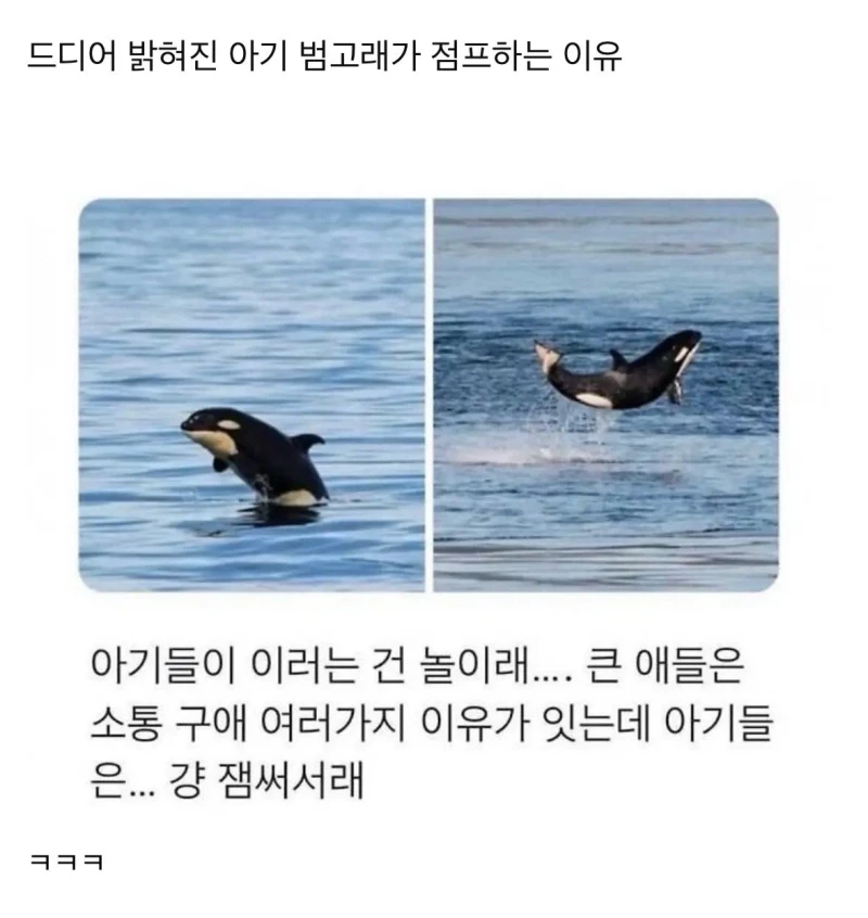 아기 범고래가 점프하는이유 ㅠㅠ
