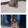 퇴근길을 막는 중소기업 고양이.jpg