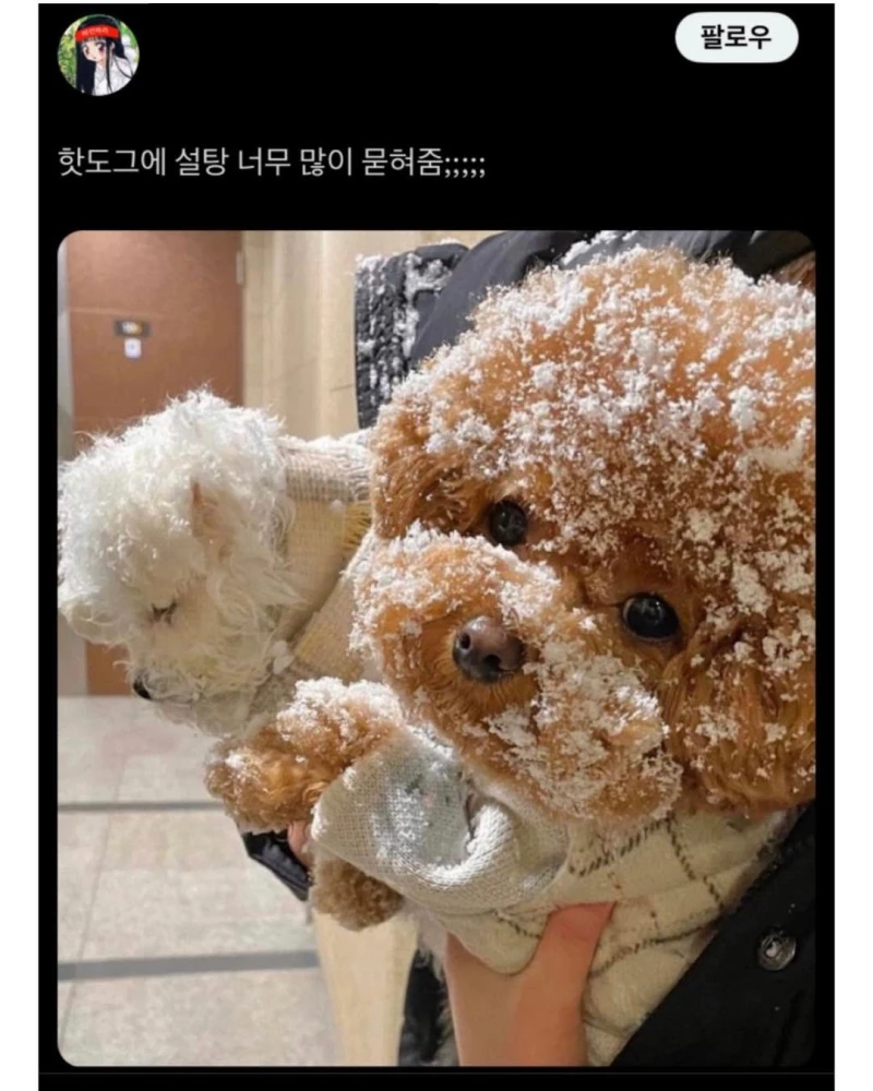 핫도그에 설탕을 너무 많이 묻혔다