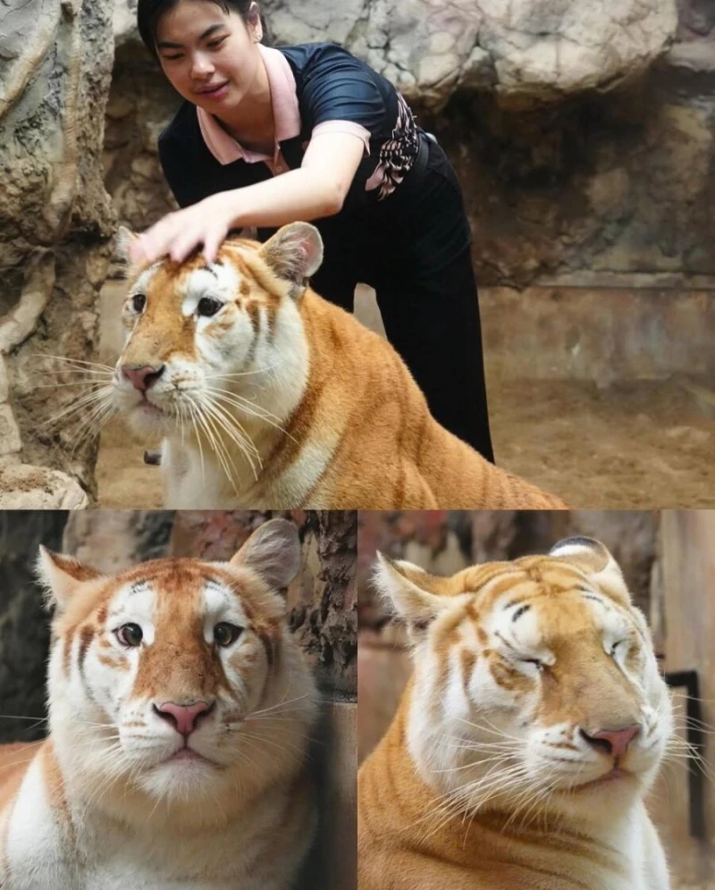 외모로 화제인 태국 호랑이 모습 ㄷㄷㄷ