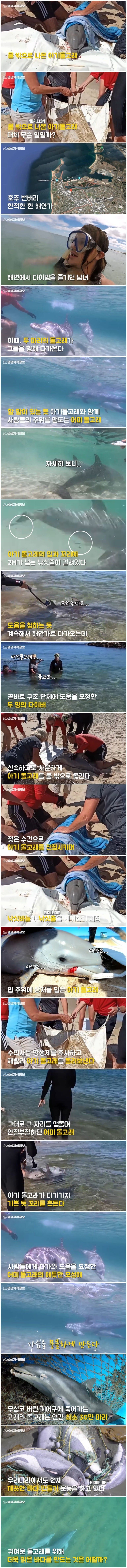 아기 돌고래 살리려고 사람에게 다가온 어미 돌고래.jpg