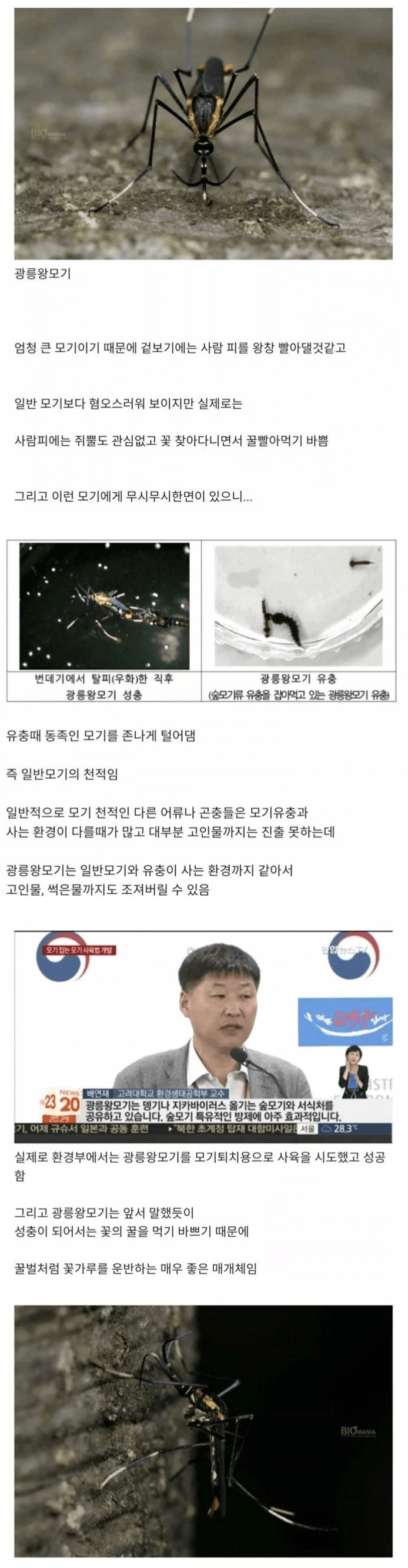 우리가 고마워 해야하는 모기