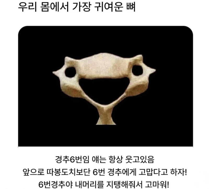 우리 몸에서 제일 귀여운 뼈.jpg