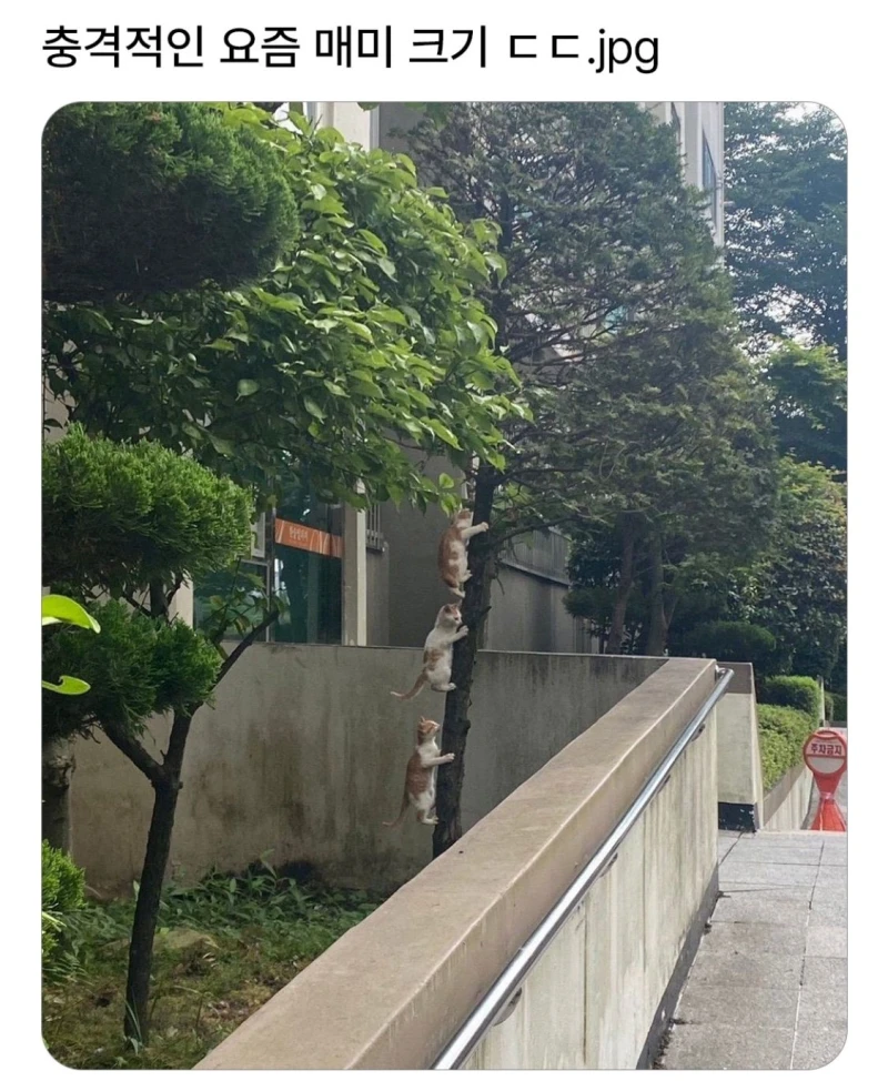 충격적인 요즘 매미 크기 ㄷㄷ