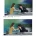 생방송 중 동료 암살 시도한 여자