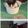 공장 고양이 새끼 낳았는데 이거 봐.jpg