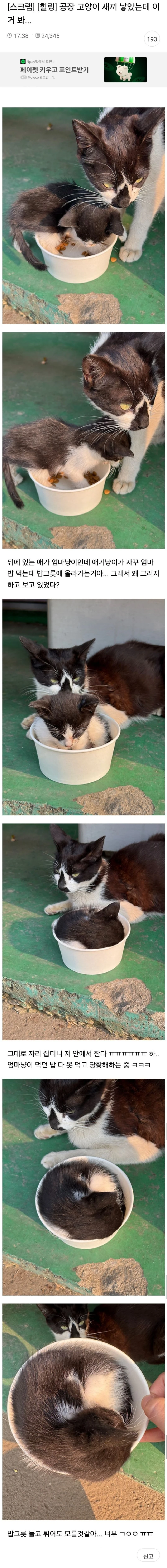 공장 고양이 새끼 낳았는데 이거 봐.jpg
