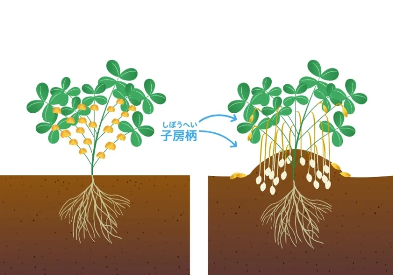 신기한 땅콩의 성장 과정-2