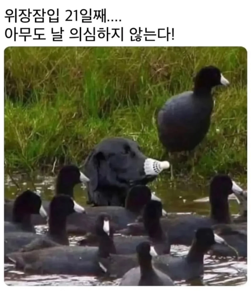 위장잠입