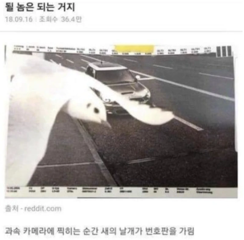 운 좋은 운전자
