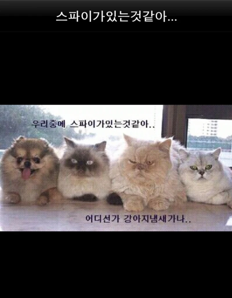 스파이가 있는거 같아..