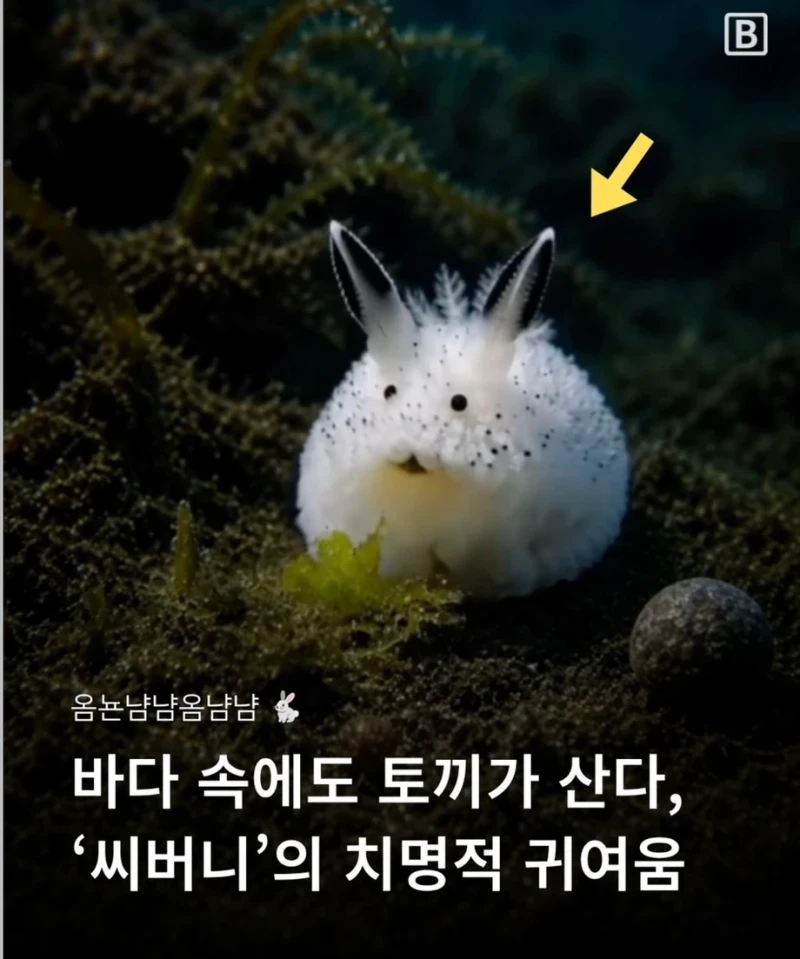 별주부에게 속은 토끼 근황