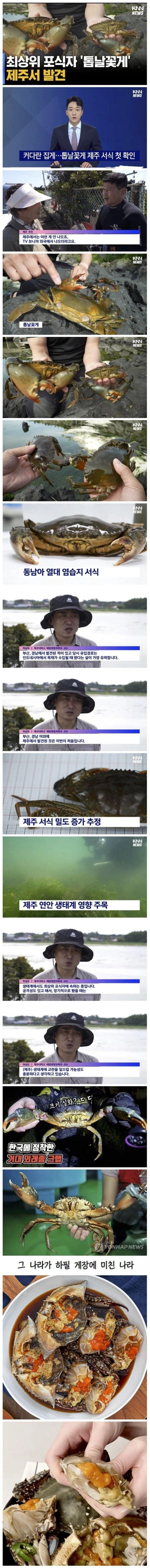 불법유입 외래종 때문에 난리라는 부산 근황