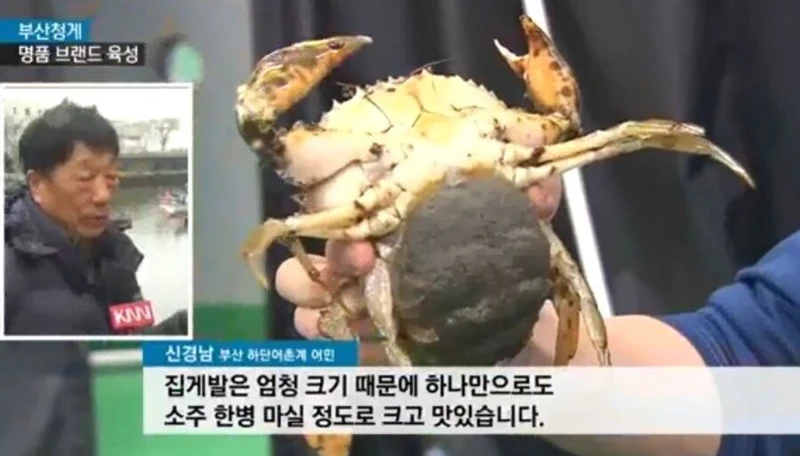 불법유입 외래종 때문에 난리라는 부산 근황-2