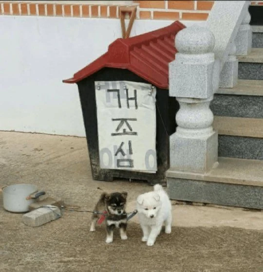 개조심
