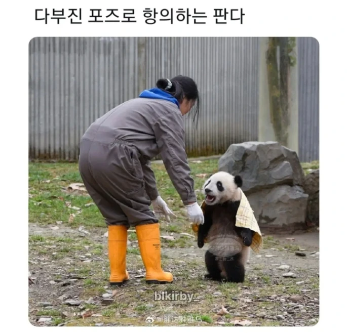 사춘기 판다