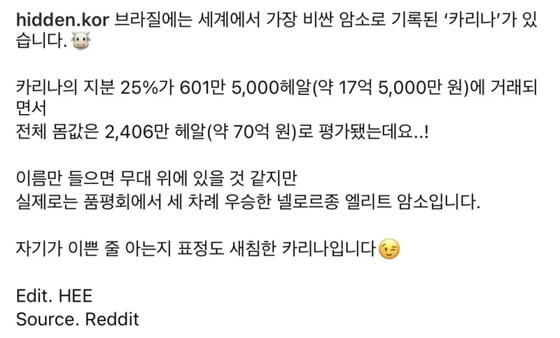 세계에서 가장 비싼 암소는 카리나-2