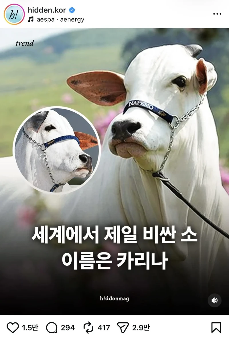 세계에서 가장 비싼 암소는 카리나